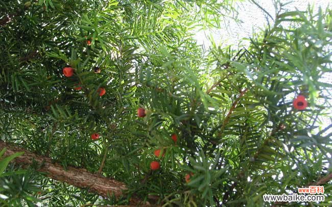 红豆杉木材多少一斤 红豆杉的功效与作用