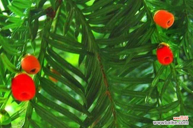 红豆杉木材多少一斤 红豆杉的功效与作用