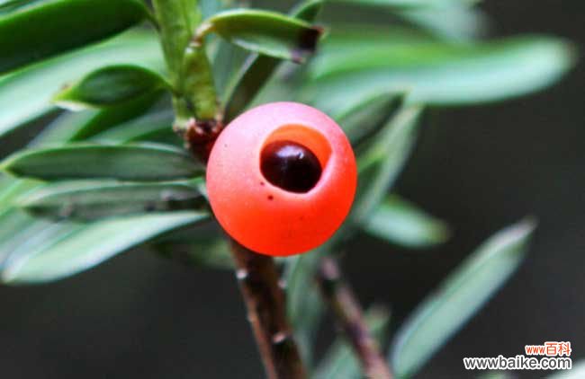 红豆杉木材多少一斤 红豆杉的功效与作用