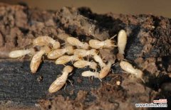 消灭白蚁简单有效方法 白蚁怎么消灭