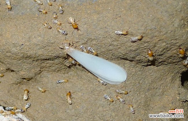 消灭白蚁简单有效方法 白蚁怎么消灭