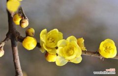 山腊梅叶的功效与禁忌 腊梅花茶的功效与作用