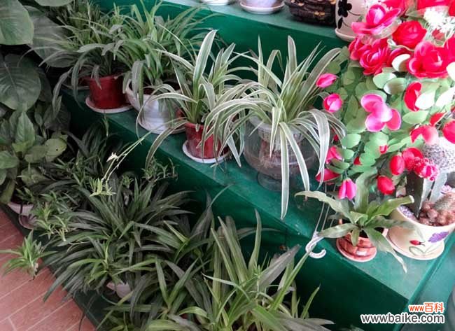 金边吊兰开花预示 金边吊兰有什么作用?