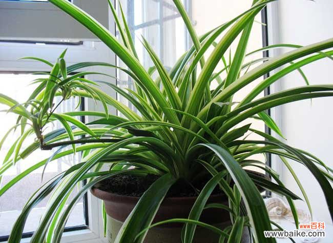 金边吊兰开花预示 金边吊兰有什么作用?