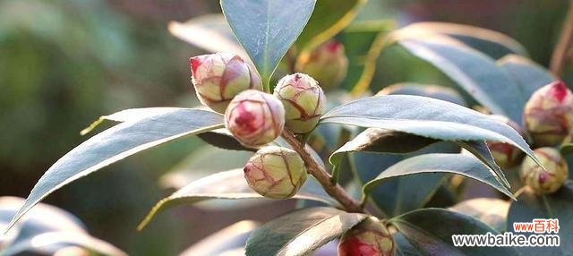 秋天有哪些代表性的植物花卉?它们各自有什么特点?