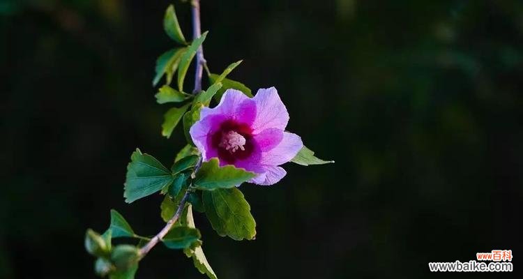 代表清高孤傲的花是什么?如何养护这类花卉?