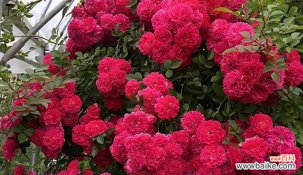 代表清高孤傲的花是什么?如何养护这类花卉?