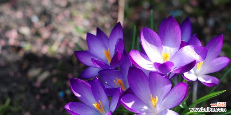 秋天有哪些植物代表这个季节？它们各自有什么特点？