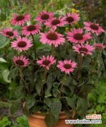 秋天有哪些植物代表这个季节？它们各自有什么特点？