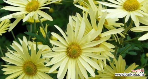 秋天有哪些植物代表这个季节？它们各自有什么特点？