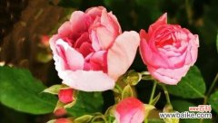 代表美好和向往的花有哪些？它们的花语是什么？