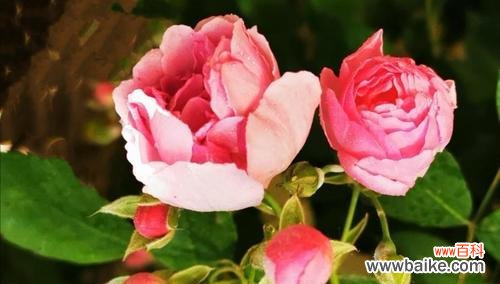 代表美好和向往的花有哪些？它们的花语是什么？