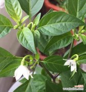 代表努力的植物有哪些？它们各自象征着什么？