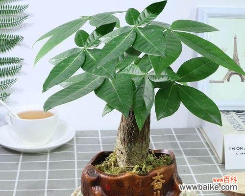 代表努力的植物有哪些？它们各自象征着什么？