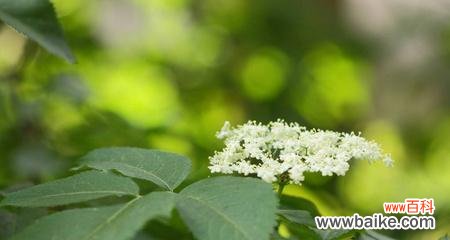 代表努力的植物有哪些？它们各自象征着什么？