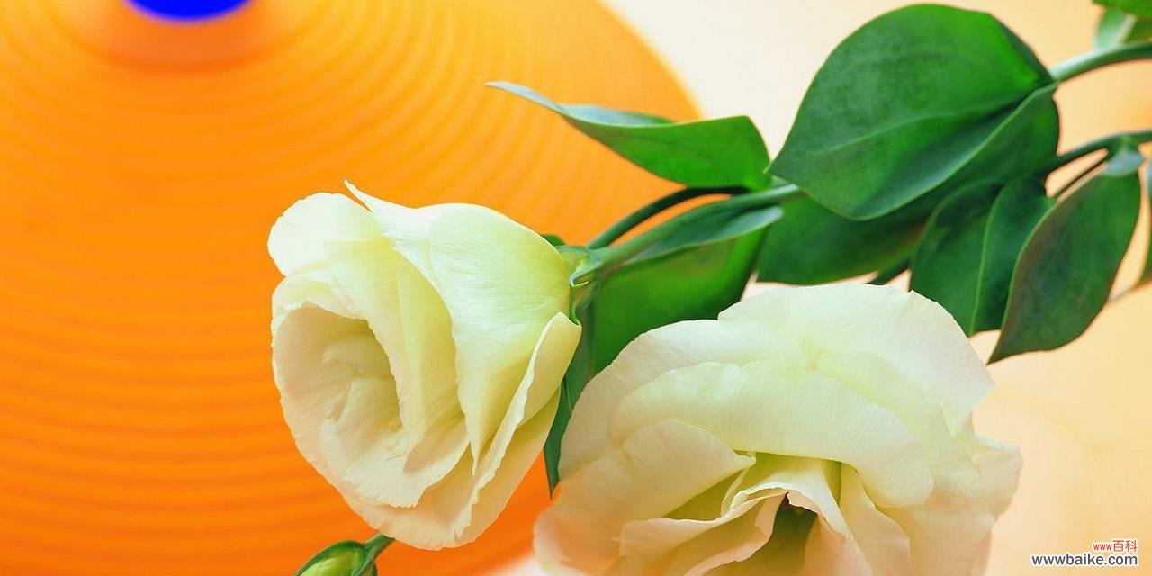 哪种花最能代表女人的高雅气质？如何用花来表达女性的优雅？