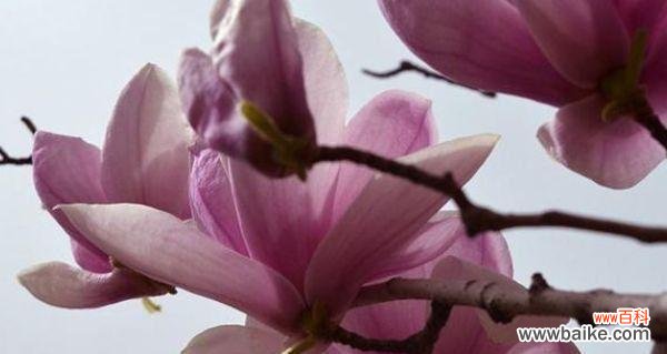 哪种花最能代表女人的高雅气质？如何用花来表达女性的优雅？