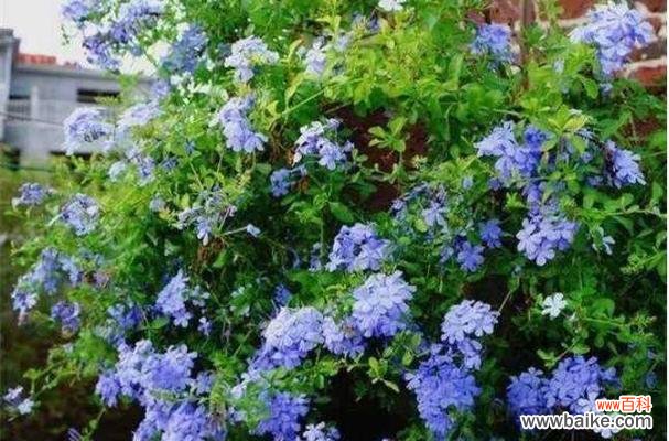 代表怦然心动的花是什么？如何挑选和养护？