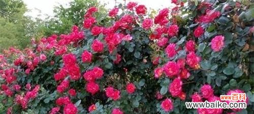 代表怦然心动的花是什么？如何挑选和养护？