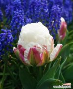 代表怦然心动的花是什么？如何挑选和养护？