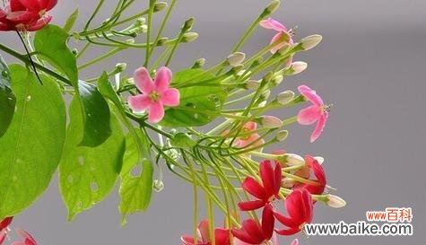 代表平安健康的花是什么？如何选择和养护？