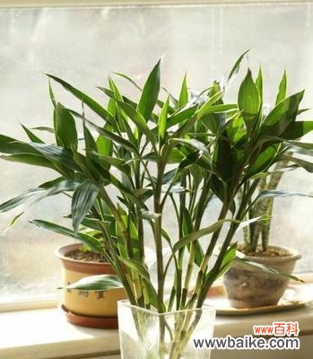 代表平安的植物有哪些?它们各自有何寓意?