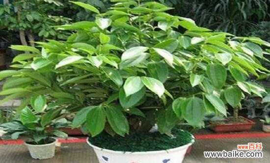 代表平安的植物有哪些?它们各自有何寓意?