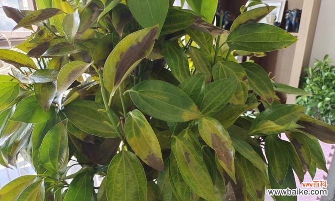 代表平安的树有哪些?它们各自有什么寓意?