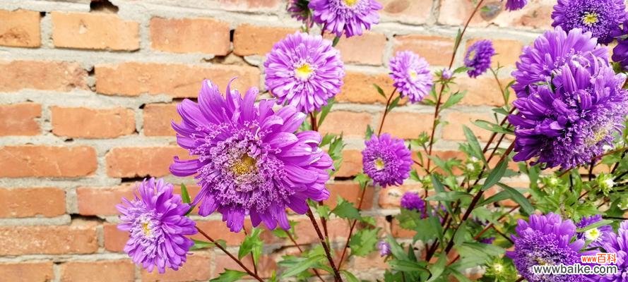 代表普通平凡的花是什么意思?如何挑选和养护?