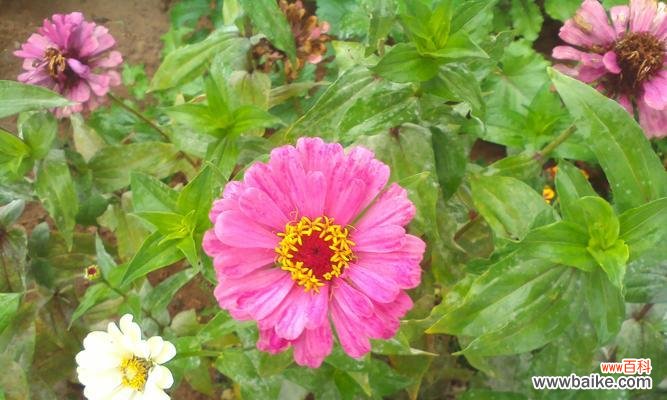 代表普通平凡的花是什么意思?如何挑选和养护?