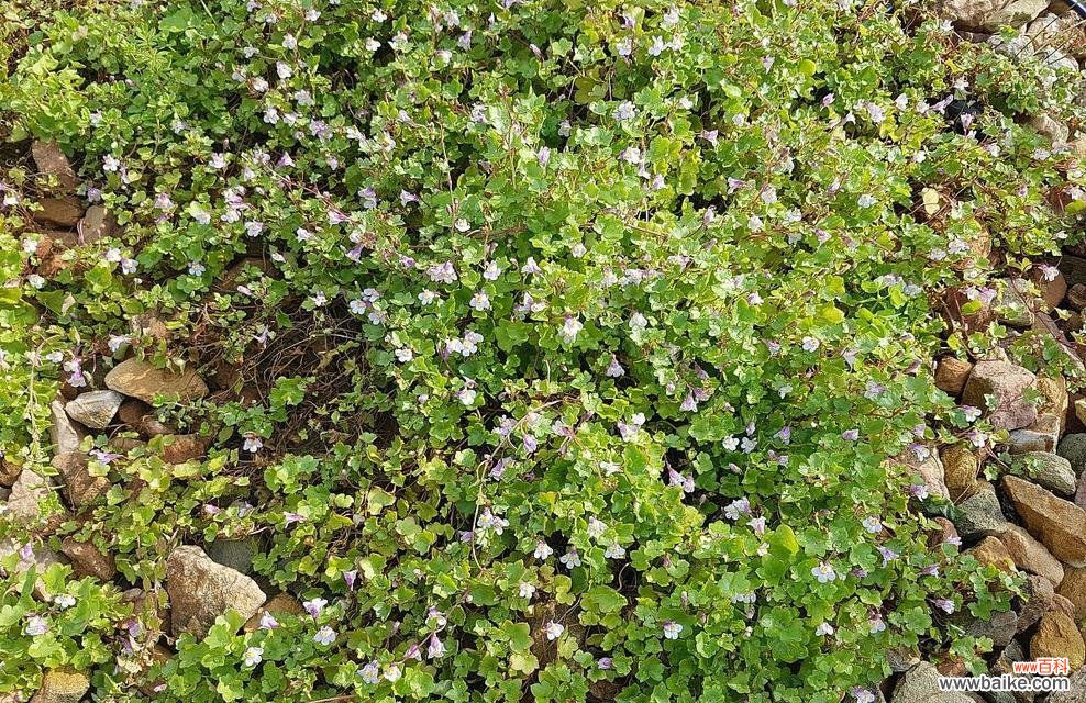 代表清廉的植物有哪些？它们各自象征着什么含义？