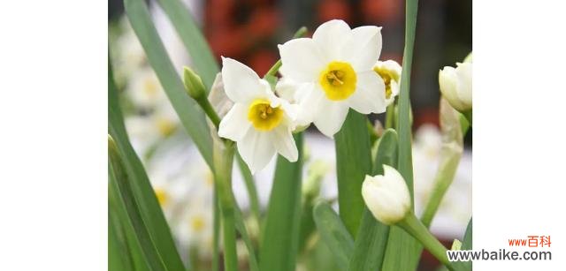 代表清廉的植物有哪些？它们各自象征着什么含义？