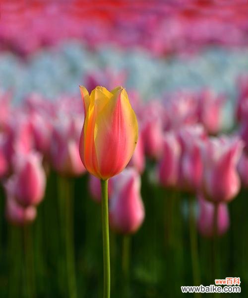 代表热烈的花象征热烈奔放的花是什么?如何选择这类花卉?