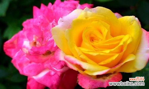 代表热烈张扬的花是什么?如何挑选和养护?