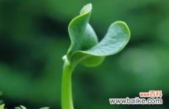 代表善良的植物有哪些？它们各自有何寓意？