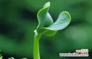 代表善良的植物有哪些?它们各自有何寓意?