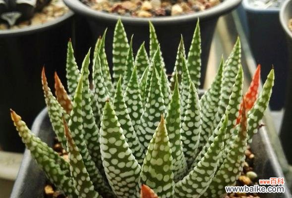 代表善良的植物有哪些?它们各自有何寓意?