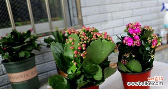 哪些花象征身体健康?如何通过花卉改善健康状况?