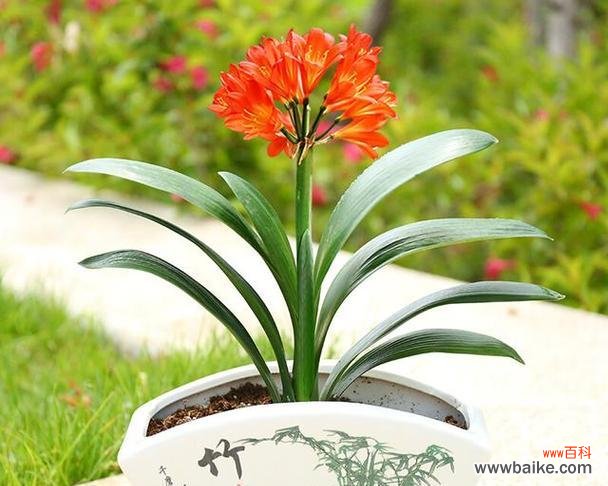 哪些花象征身体健康?如何通过花卉改善健康状况?