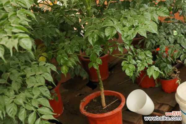 幸福树叶子一碰就掉怎么办