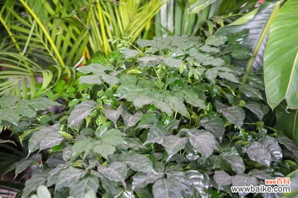 幸福树叶子一碰就掉怎么办