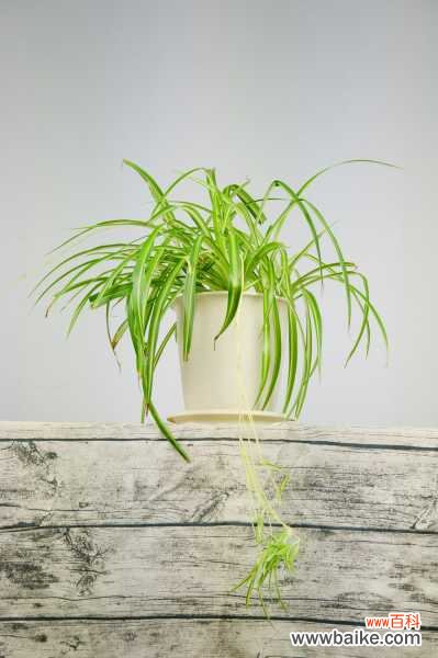 吊兰叶尖干枯什么原因