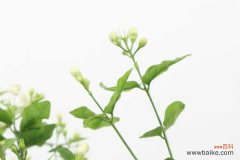 茉莉叶子干枯怎么办