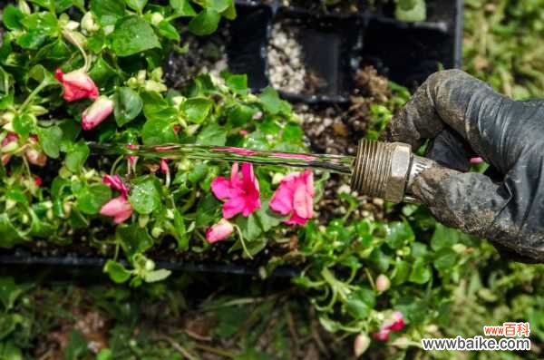 水里丢点料,花根壮的像打药,黄叶蚊虫全没了!