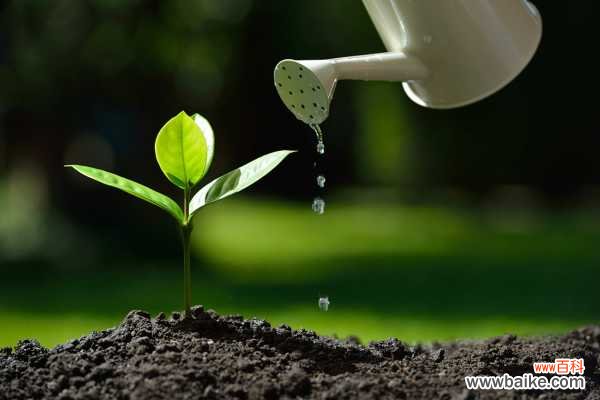 水里丢点料,花根壮的像打药,黄叶蚊虫全没了!