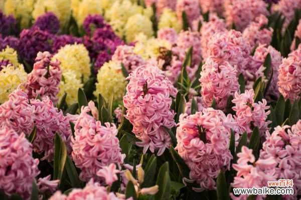 风信子叶子蔫了怎么办