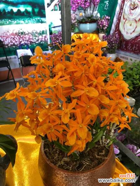 石斛掉叶子怎么办