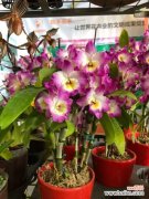 石斛掉叶子怎么办