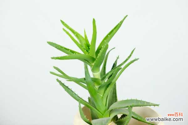 芦荟掉叶子怎么处理