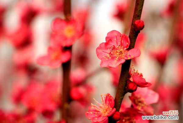 梅花掉叶子是什么原因